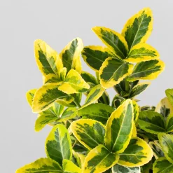 Evónimo dorado - Euonymus japonicus 'Aurea'
