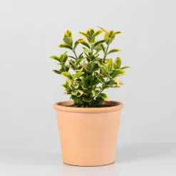 Evónimo dorado - Euonymus japonicus 'Aurea'