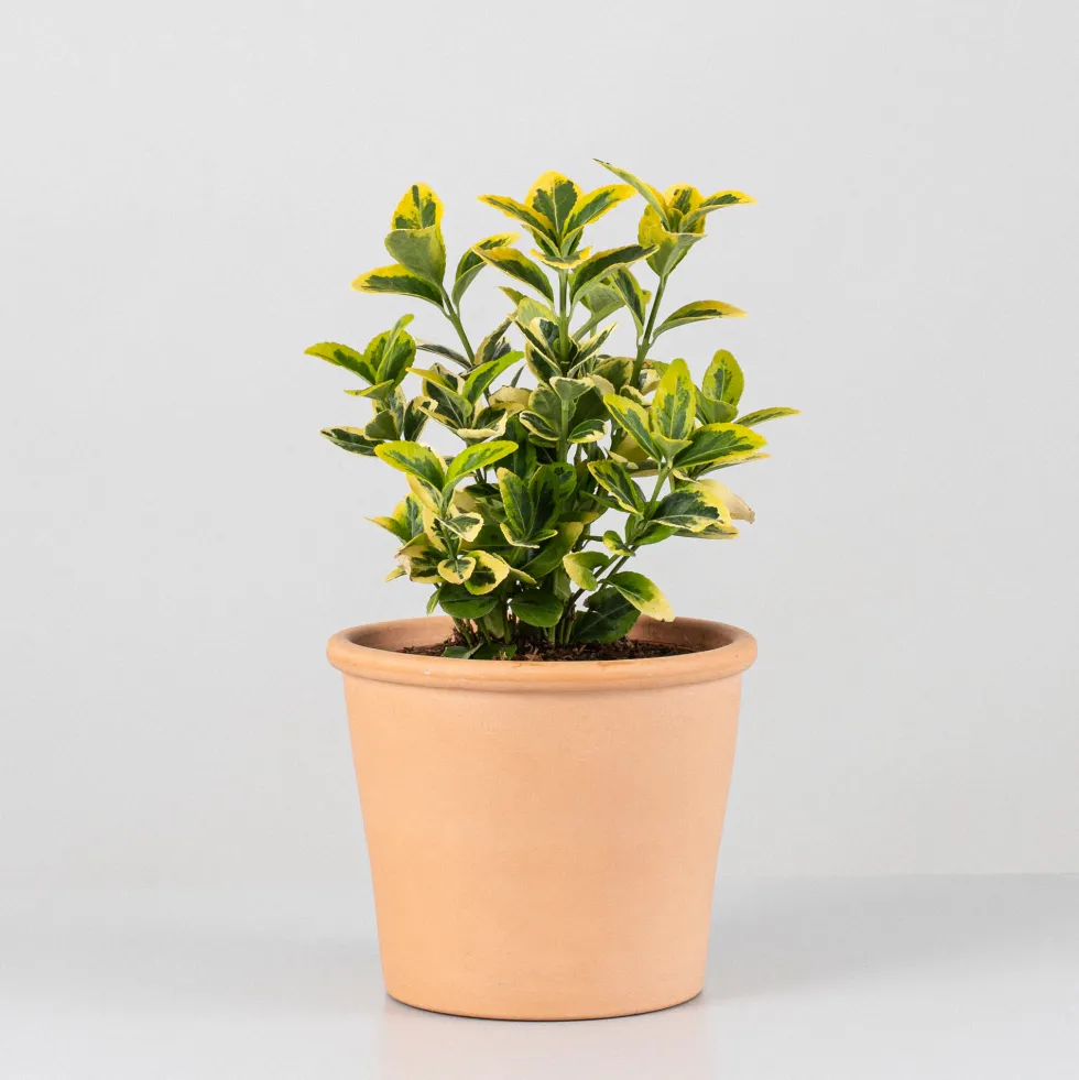 Evónimo dorado - Euonymus japonicus 'Aurea'