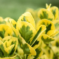 Evónimo dorado - Euonymus japonicus 'Aurea'