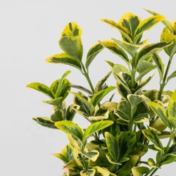 Evónimo dorado - Euonymus japonicus 'Aurea'