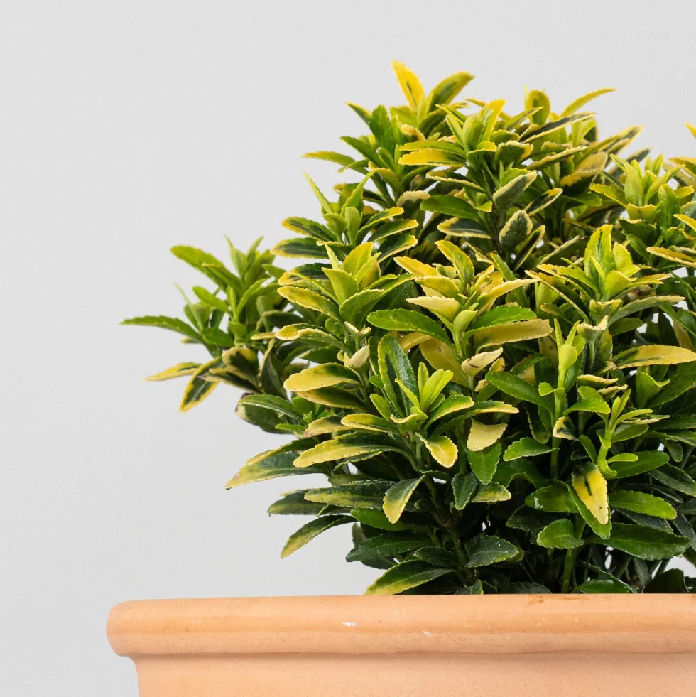 Evónimo enano dorado - Euonymus pulchellus 'Aurea'
