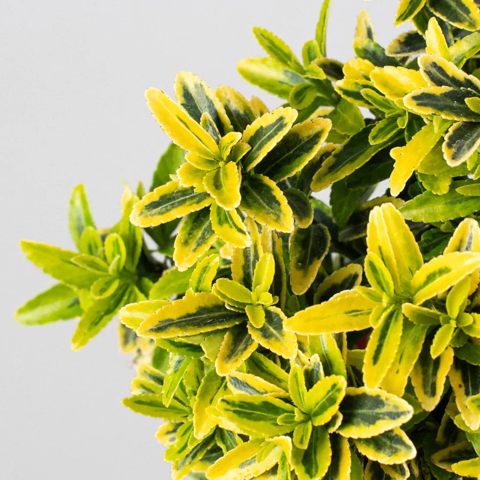 Evónimo enano dorado - Euonymus pulchellus 'Aurea'