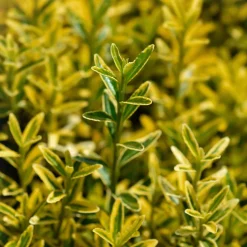 Evónimo enano dorado - Euonymus pulchellus 'Aurea'
