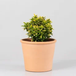 Evónimo enano dorado - Euonymus pulchellus 'Aurea'