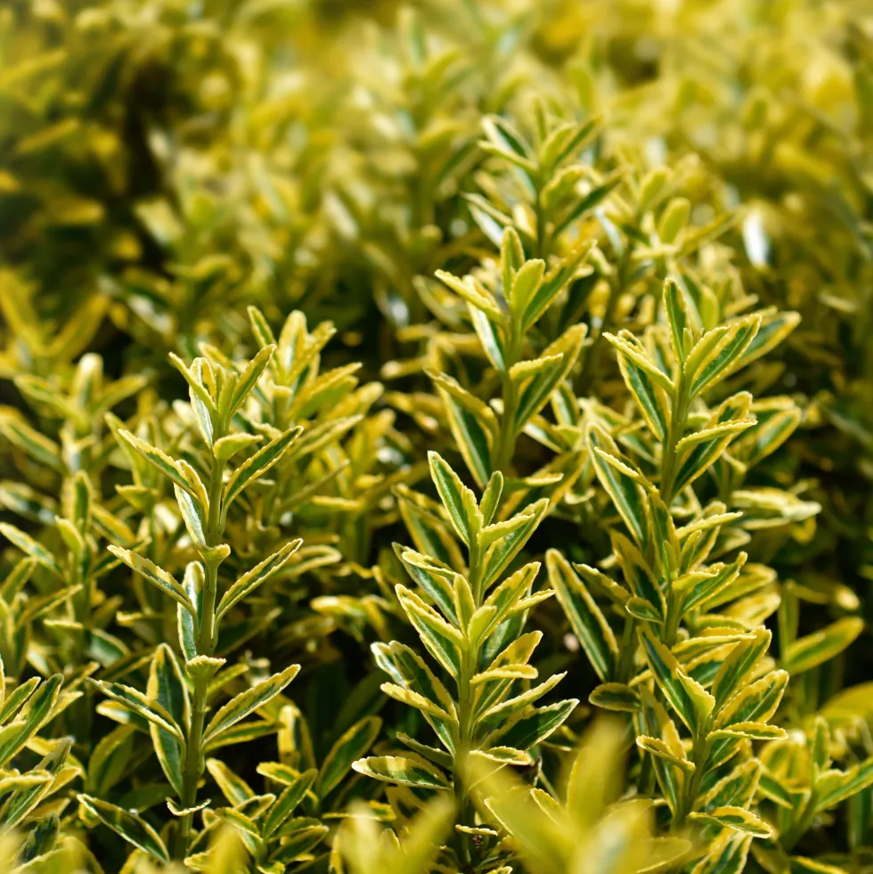 Evónimo enano dorado - Euonymus pulchellus 'Aurea'