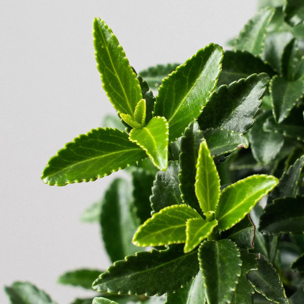 Evónimo enano verde - Euonymus pulchellus