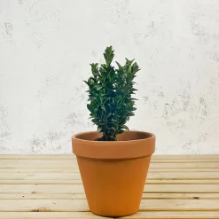 Evónimo enano verde - Euonymus pulchellus