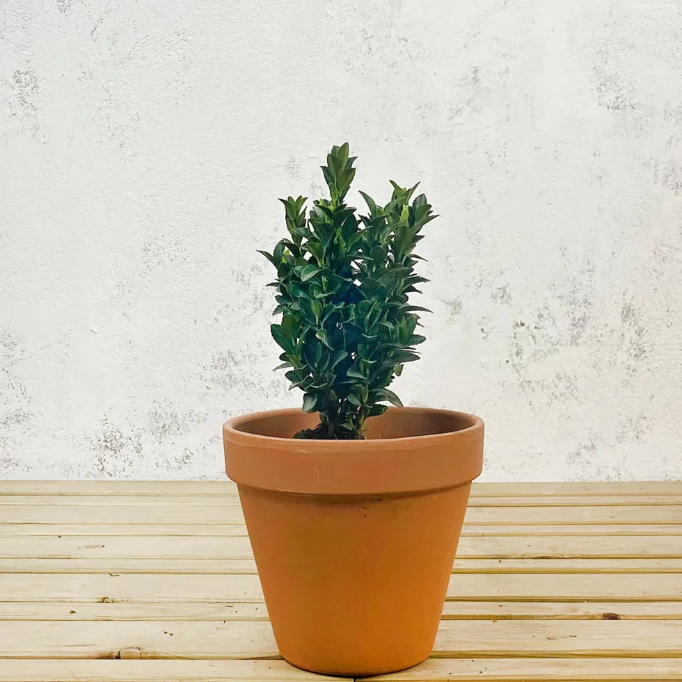 Evónimo enano verde - Euonymus pulchellus