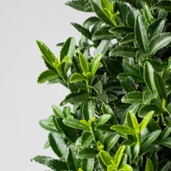 Evónimo enano verde - Euonymus pulchellus