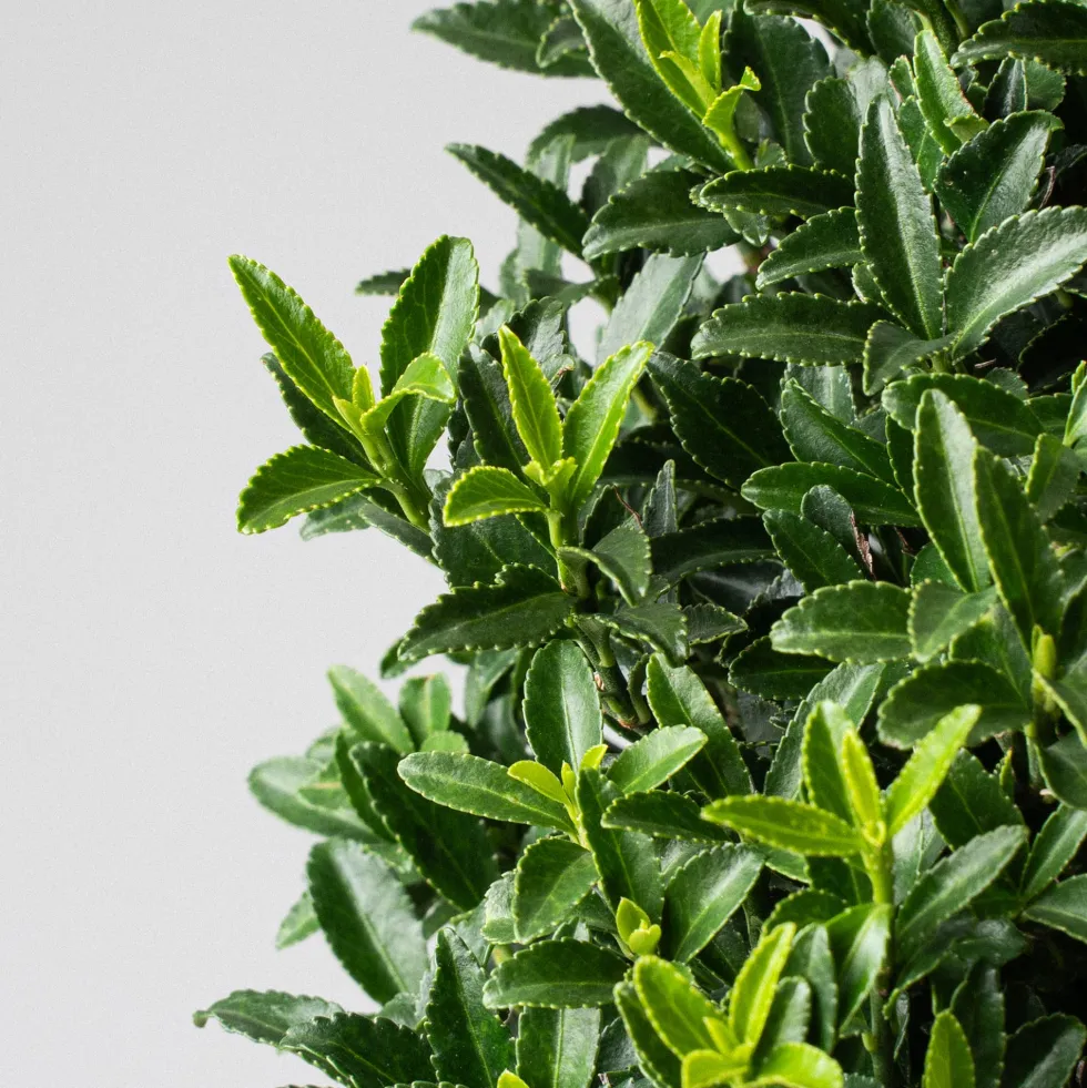 Evónimo enano verde - Euonymus pulchellus