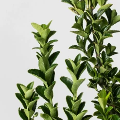 Evónimo Erecta - Euonymus japonicus 'Benkomasaki'