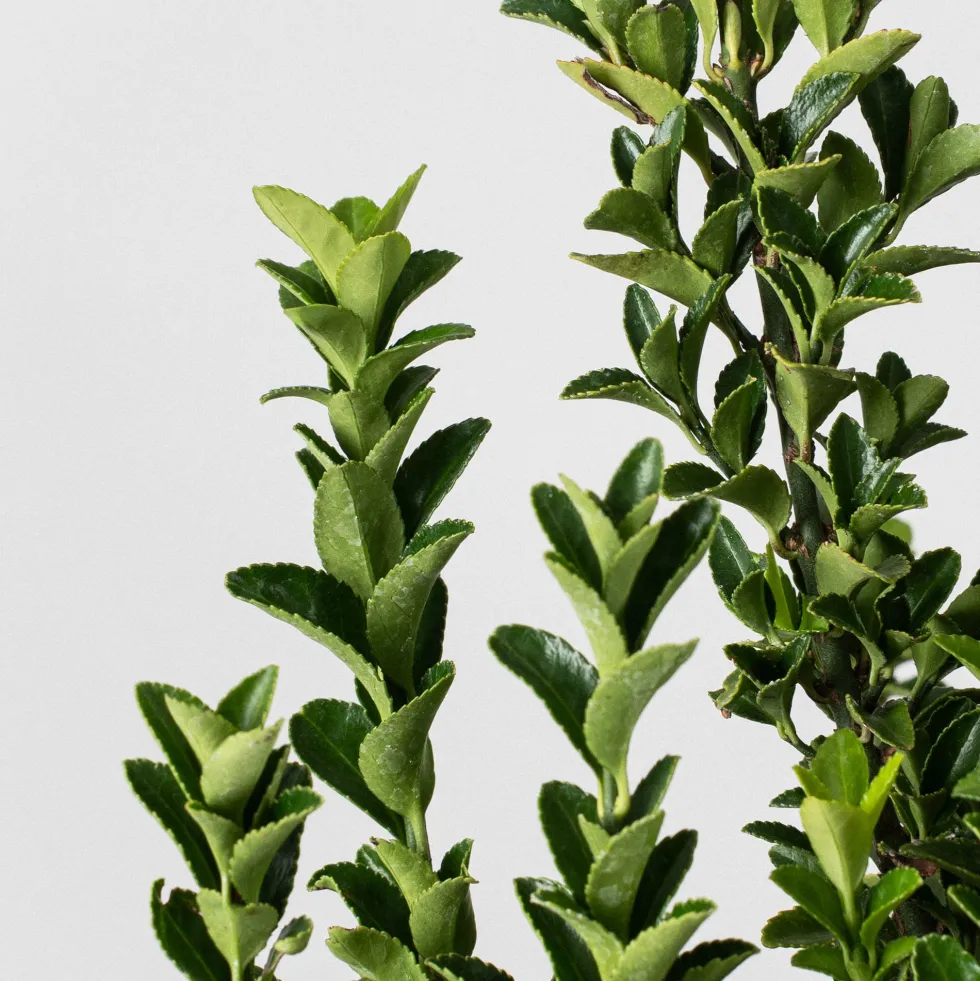 Evónimo Erecta - Euonymus japonicus 'Benkomasaki'