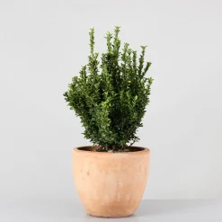 Evónimo Erecta - Euonymus japonicus 'Benkomasaki'