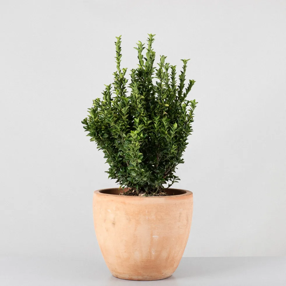 Evónimo Erecta - Euonymus japonicus 'Benkomasaki'
