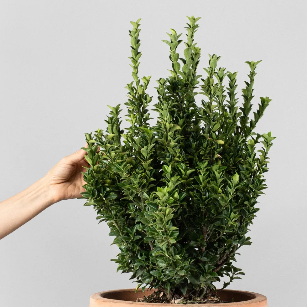 Evónimo Erecta - Euonymus japonicus 'Benkomasaki'
