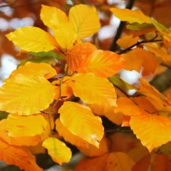 Fagus sylvatica (Haya)