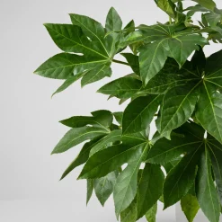 Fatsia japonica (Aralia)