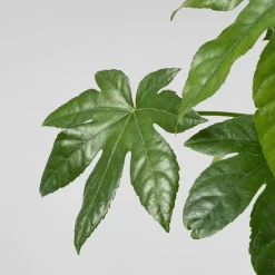 Fatsia japonica (Aralia) para interior