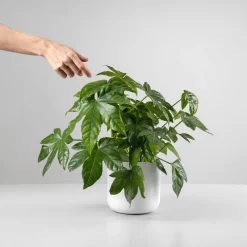 Fatsia japonica (Aralia) para interior