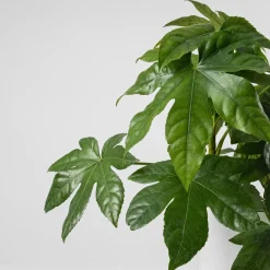 Fatsia japonica (Aralia) para interior