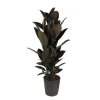 Ficus 'Abidjan'