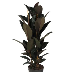 Ficus 'Abidjan'