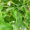 Ficus benjamina 'Exotica'