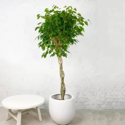 Ficus benjamina 'Exotica'