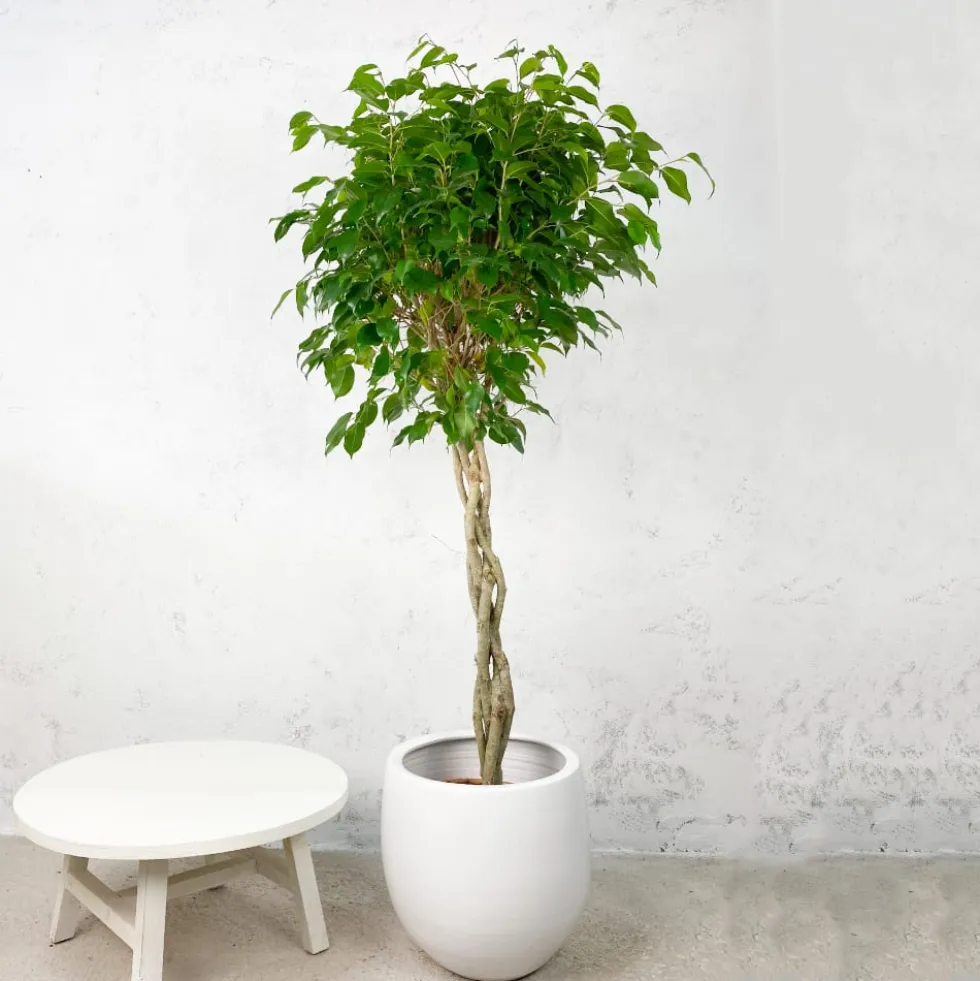 Ficus benjamina 'Exotica'