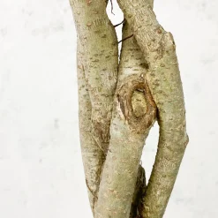 Ficus benjamina 'Exotica'