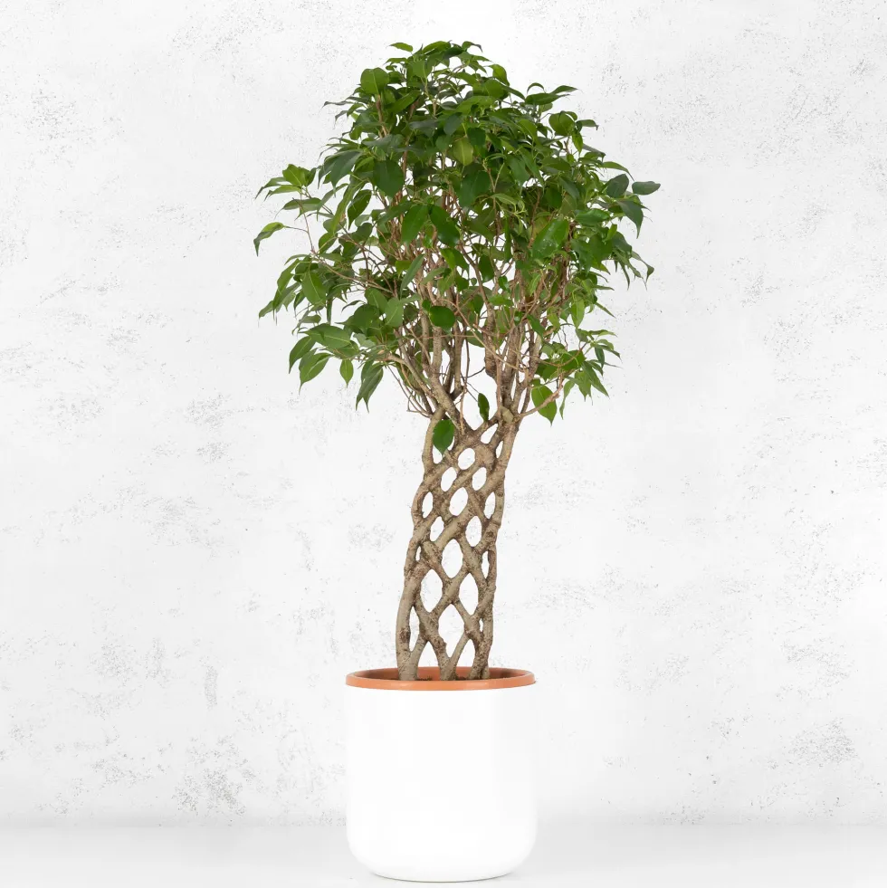 Ficus benjamina trenzado