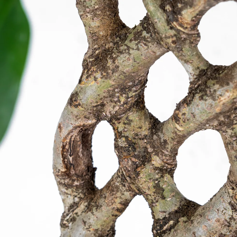 Ficus benjamina trenzado