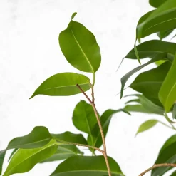 Ficus benjamina trenzado