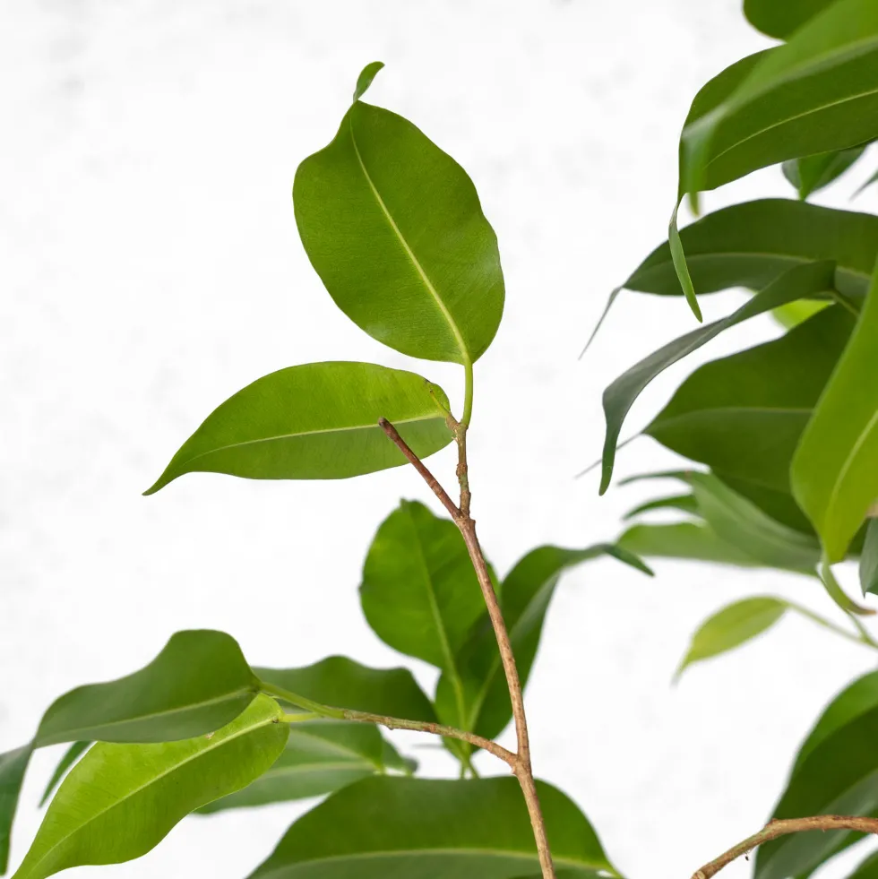 Ficus benjamina trenzado