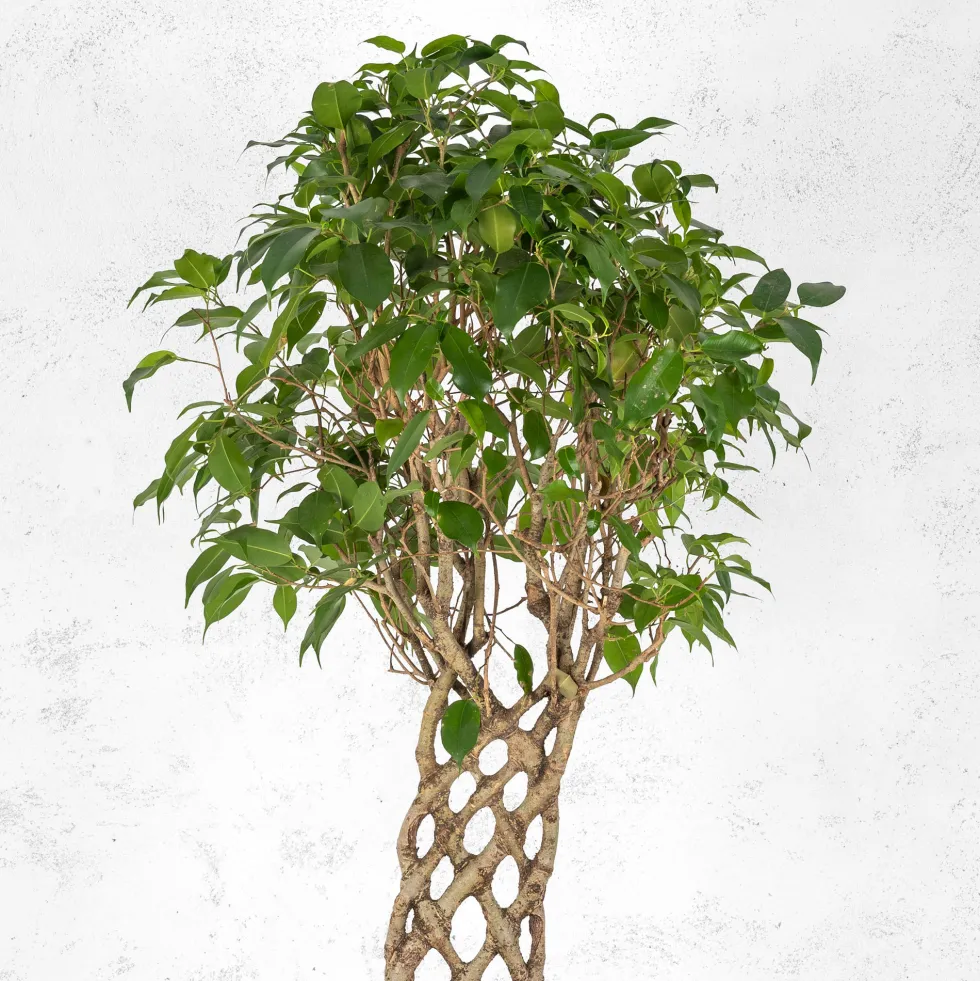 Ficus benjamina trenzado