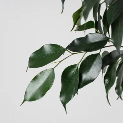 Ficus 'Danielle'