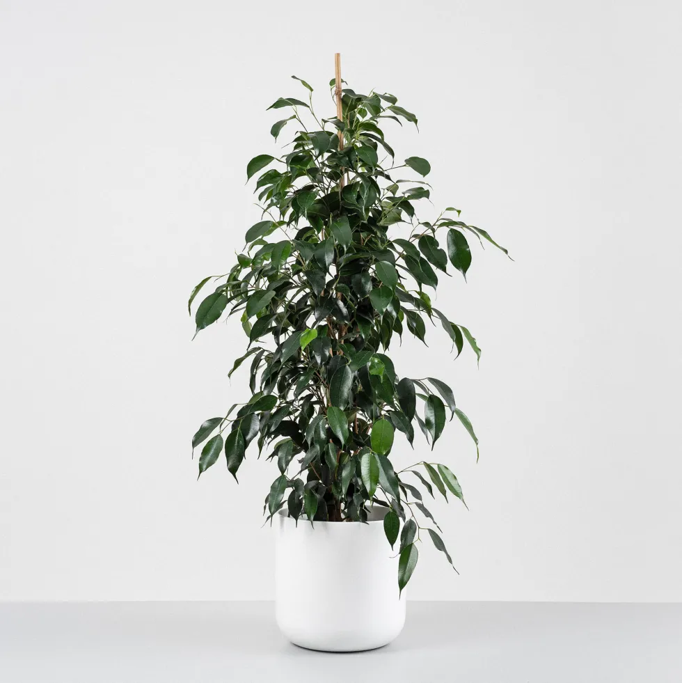 Ficus 'Danielle'