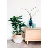 Ficus lyrata