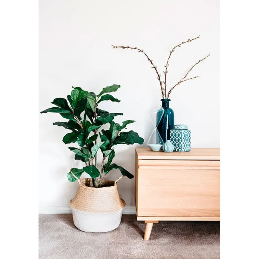 Ficus lyrata