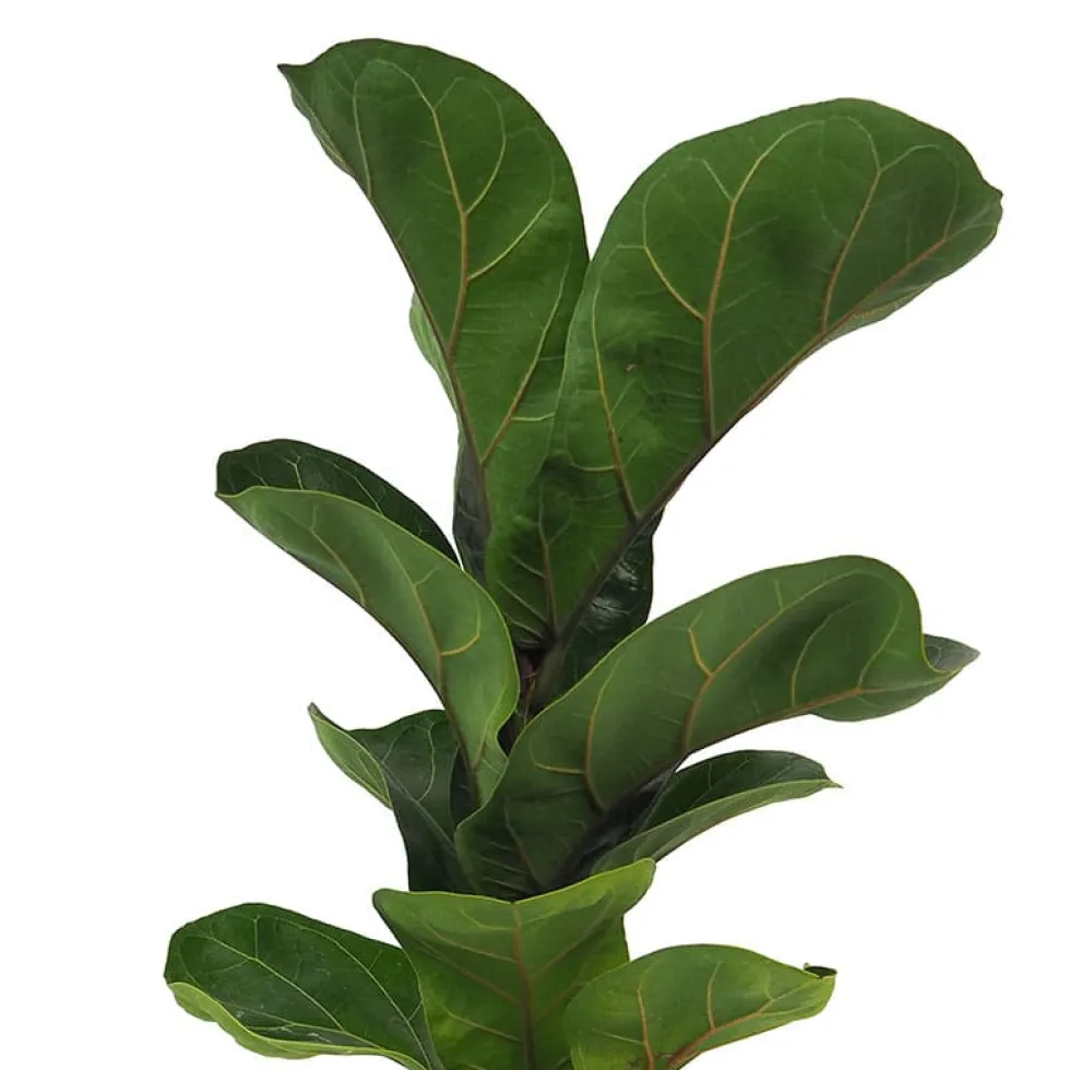 Ficus lyrata