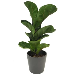Ficus lyrata
