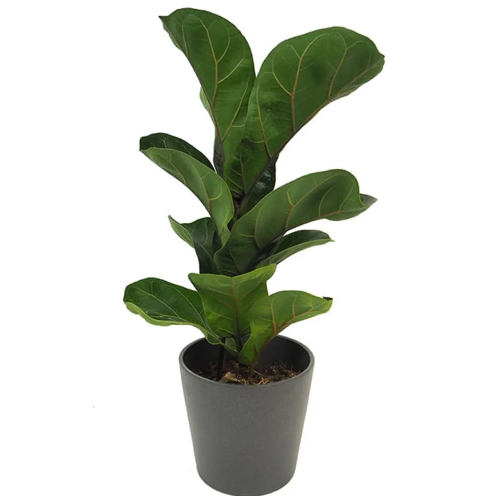 Ficus lyrata