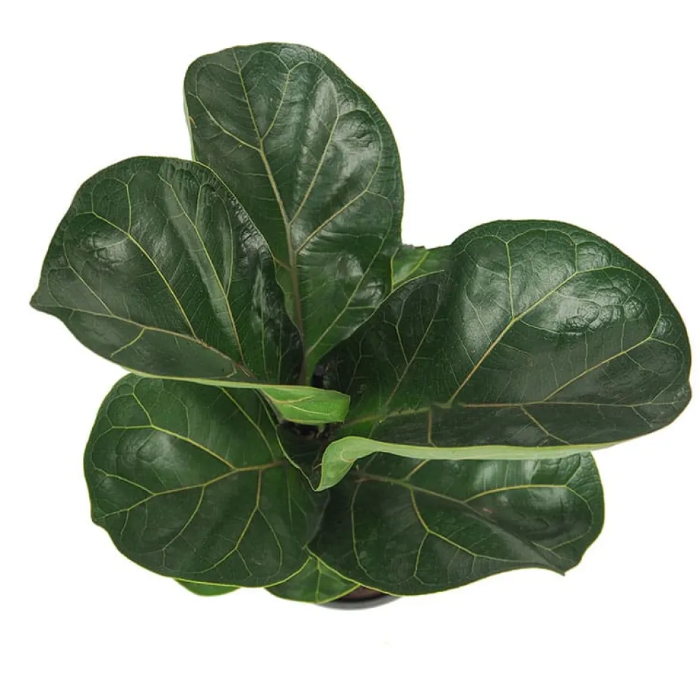 Ficus lyrata