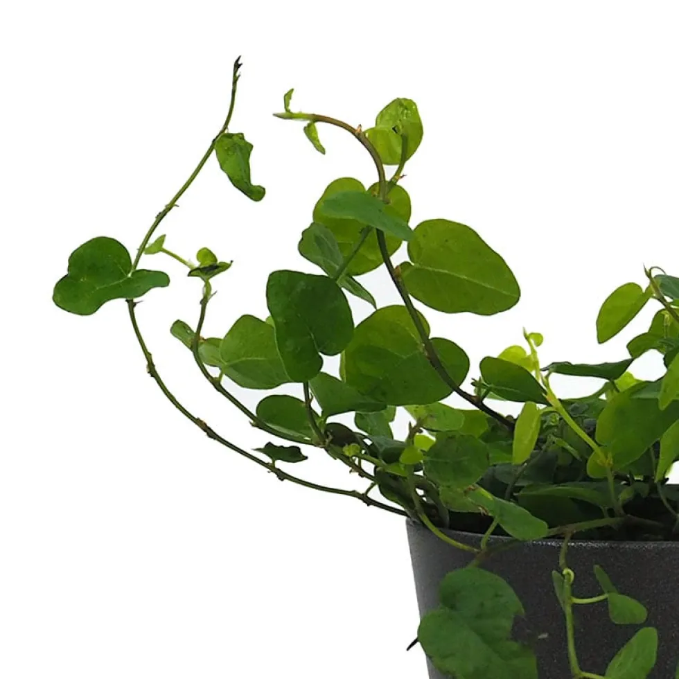 Ficus pumila