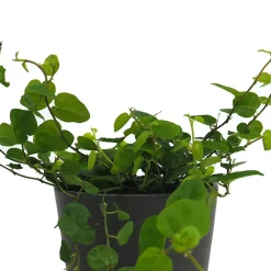 Ficus pumila