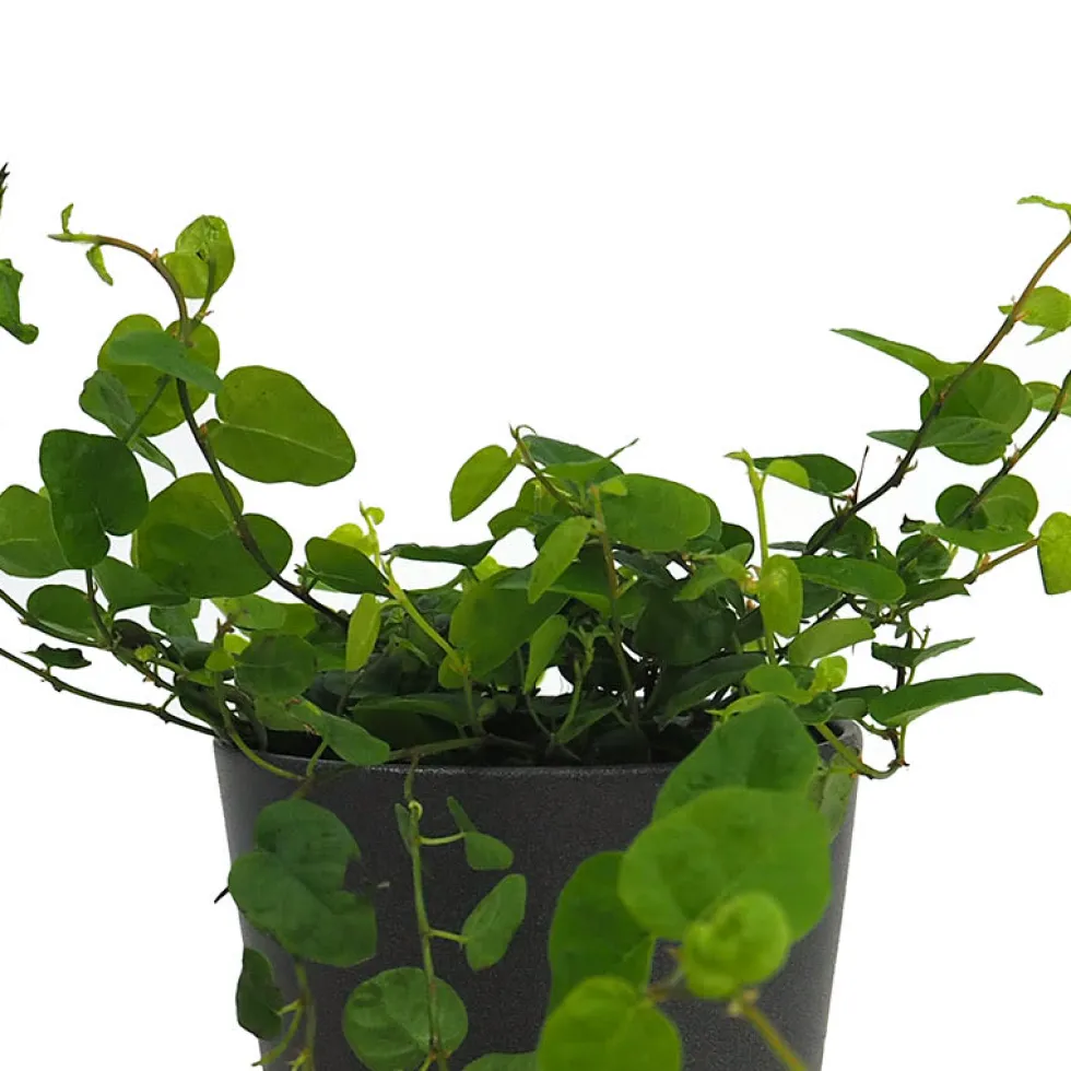 Ficus pumila