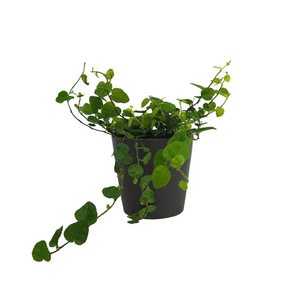 Ficus pumila