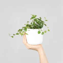 Ficus pumila 'White Sunny'