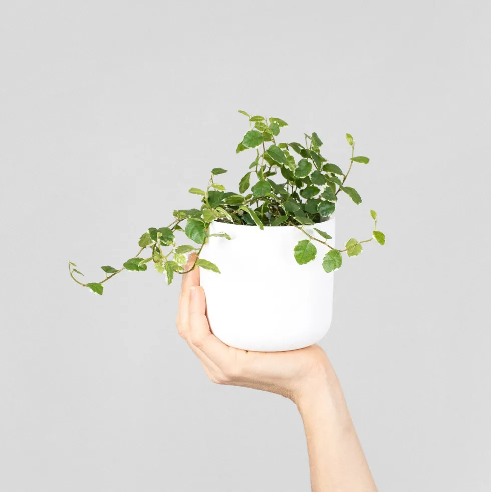Ficus pumila 'White Sunny'